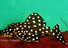Baryancistrus sp. (L142)