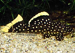 Baryancistrus sp. (L177)