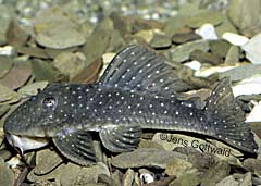 Baryancistrus sp. (L219)