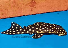 Baryancistrus sp. (L274)