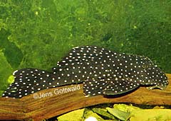Baryancistrus sp. (L319)