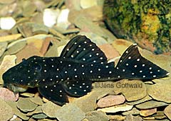 Baryancistrus sp. (L323)