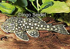 Baryancistrus sp. (L364)