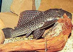 Baryancistrus sp. (L384)