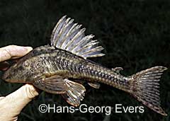 Cochliodon sp. (L310)