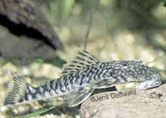 Guyanancistrus brevispinis