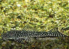 Guyanancistrus sp. (L221)
