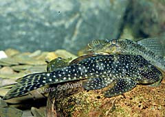 Guyanancistrus sp. (L317)