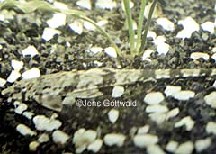 Hemiloricaria sp. (L042)