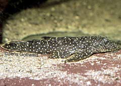 Hopliancistrus sp. (L017)