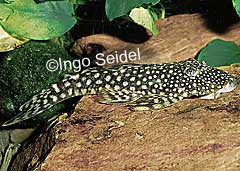 Hopliancistrus sp. (L361)