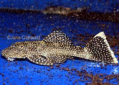 Hopliancistrus sp. (LDA015)