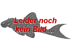 Ancistomus sp. (L147)