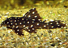 Hypancistrus inspector