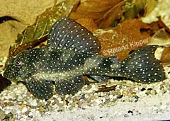 Hypancistrus sp. (L005)