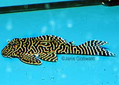 Hypancistrus sp. (L066)