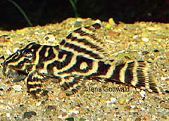 Hypancistrus sp. (L129)