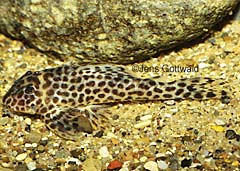 Hypancistrus sp. (L174)
