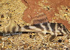 Hypancistrus sp. (L199)