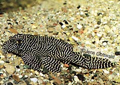 Hypancistrus sp. (L260)