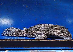 Hypancistrus sp. (L262)