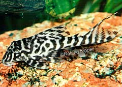Hypancistrus sp. (L287)