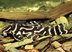 Hypancistrus sp. (L316)