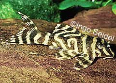 Hypancistrus sp. (L333)