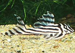 Hypancistrus zebra