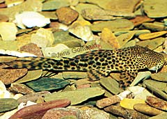 Hypostomus sp. "Anapu"