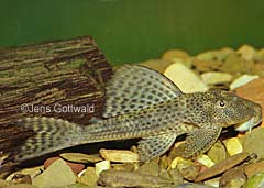 Hypostomus sp. (L222)
