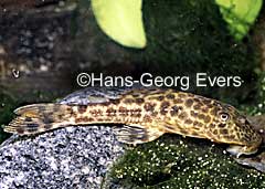 Hypostomus sp. (L245)
