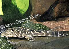Hypostomus sp. (L246)