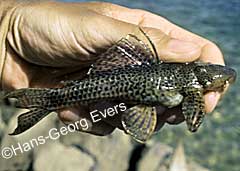 Hypostomus sp. (L284)