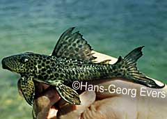 Hypostomus sp. (L285)