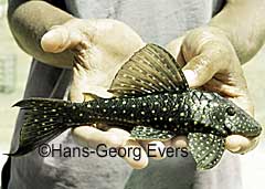 Hypostomus sp. (L286)