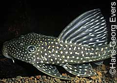 Hypostomus sp. (L311)