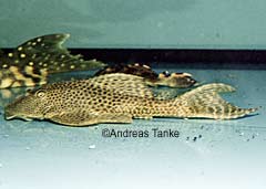 Hypostomus sp. "Venezuela"