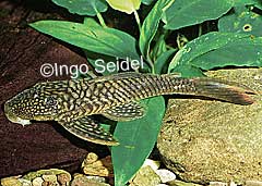 Lasiancistrus sp. (L322)