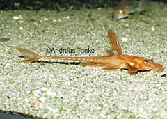 Leliella sp. "rot"