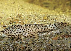 Leporacanthicus heterodon