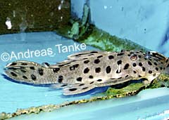 Leporacanthicus joselimai