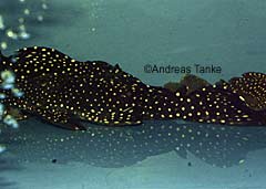 Leporacanthicus sp. (L240)