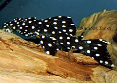 Leporacanthicus sp. (L241)