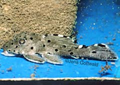 Leporacanthicus sp. (L263)