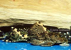Leporacanthicus triactis