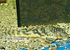 Lithoxus sp. (L217)