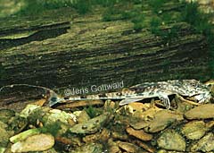 Loricaria lata