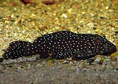 Oligancistrus sp. (L086)
