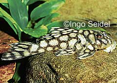 Oligancistrus sp. (L354)